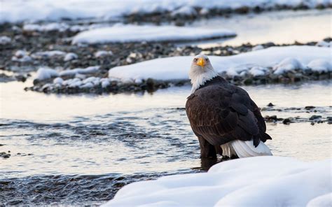 Predator, bald eagle, bird close-up, winter, snow wallpaper | animals | Wallpaper Better