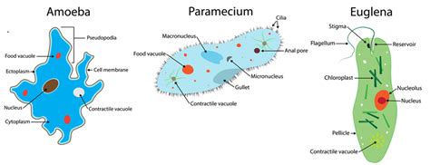 Microorganisms — lesson. Science State Board, Class 9.