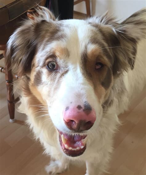 I have a double merle Aussie. She's going to be seven next summer and ...