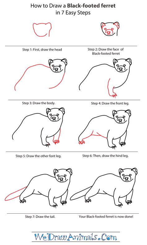How to Draw a Black-Footed Ferret