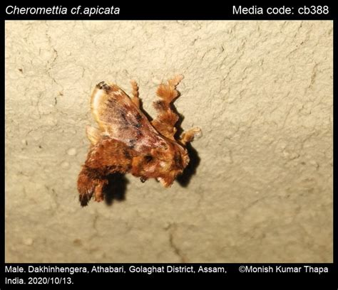 Cheromettia apicata | Moths