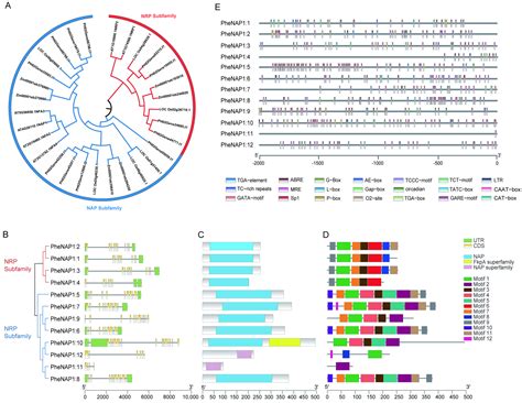 Genome-Wide Identification of NAP1 and Function Analysis in Moso Bamboo ...