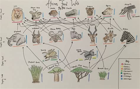 Food Web Drawing at GetDrawings | Free download