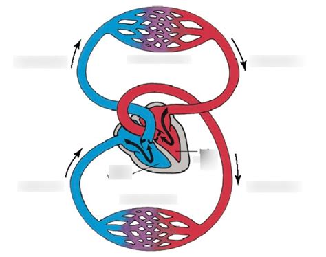Circulate 的图像结果