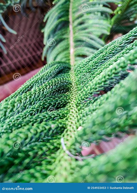 Leaf of a Norfolk Island Pine Plant Stock Image - Image of leaf ...