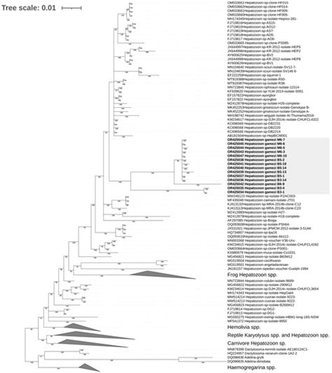 Reevaluation of Hemoparasites in the Black Spiny-Tailed Iguana ...