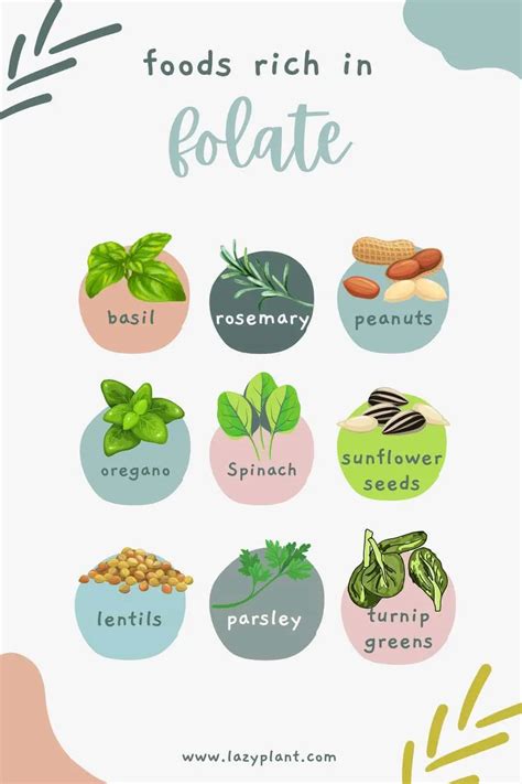Image result for Folate Food Sources