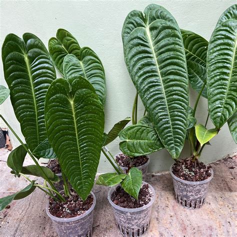 Anthurium Veitchii ' King': Buy Plant Online In India – Growcerys
