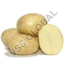 Fresh Badshah Potato Exporter from Banaskantha