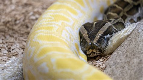 French Python Code 的图像结果