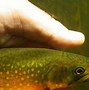 Image result for Brookie Trout