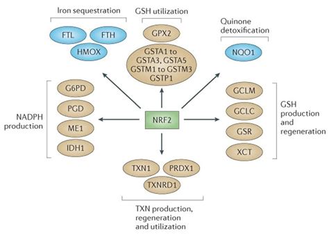 Sulforaphane (SFN): An Isothiocyanate in a Cancer Chemoprevention Paradigm