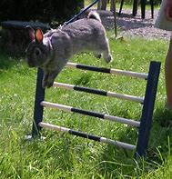 Image result for A Rabbit Jumping