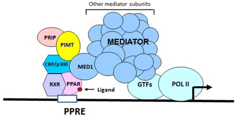 PIMT/NCOA6IP Deletion in the Mouse Heart Causes Delayed Cardiomyopathy ...