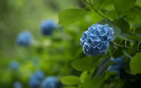 Download wallpaper 3840x2400 hydrangea, inflorescence, flowers, petals ...