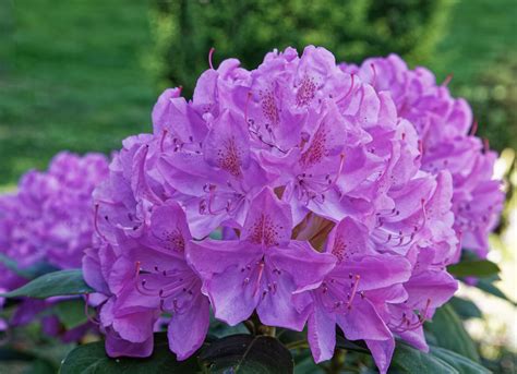 How to Grow and Care for Pacific Rhododendrons