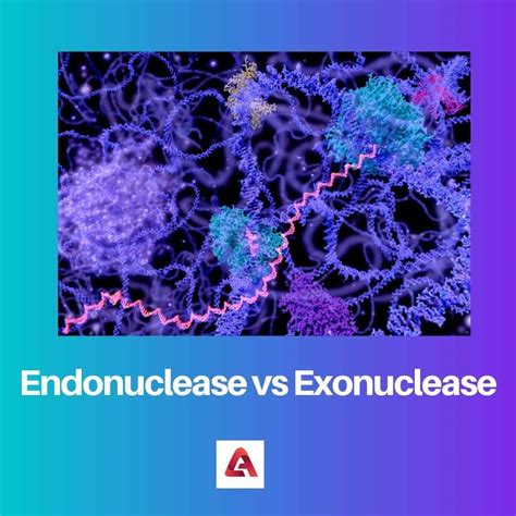 Endonuclease vs Exonuclease: Difference and Comparison