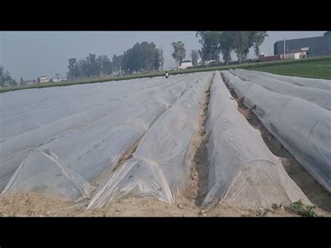 LDPE Sheets - COLORED LDPE Polythene Rolls Manufacturer from New Delhi