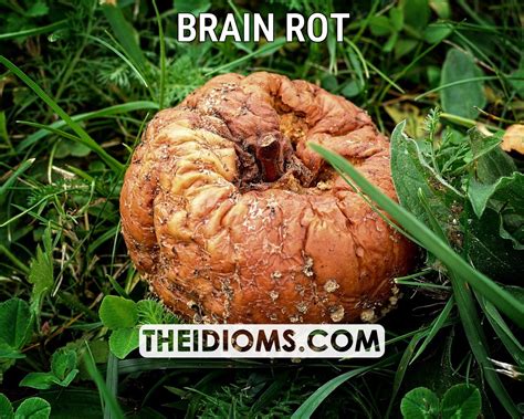 brain rot meaning, origin, example, sentence, etymology