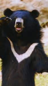 9 unique animals you can spot in Great Himalayan National Park ...