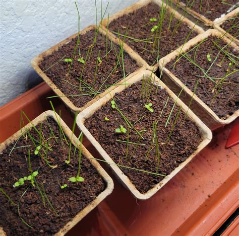Indian paintbrush from seed! Planted alongside Fescue. : r/gardening