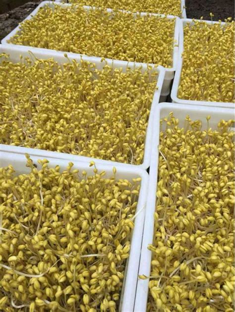 旭众中小型全自动豆芽机 商用健康培育花生绿豆芽机 芽苗机厂家-阿里巴巴