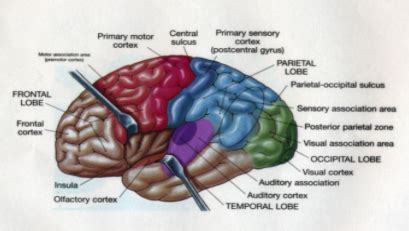 Image result for Brain Exploding Vector