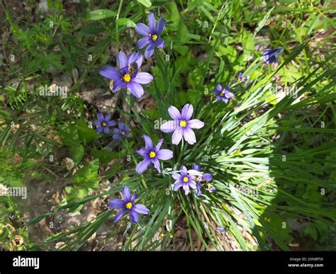 blue-eyed grasses (Sisyrinchium) Plantae Stock Photo - Alamy