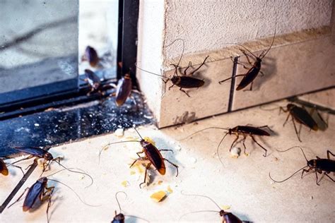 Cockroach Infestation Solutions 的图像结果