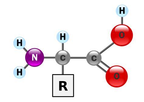 Biology- Proteins and Amino Acids| askIITians