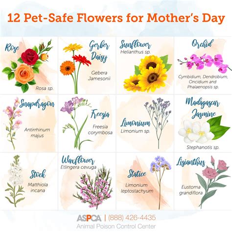 Mother’s Day Bouquets: What’s Safe for Pets? | ASPCA
