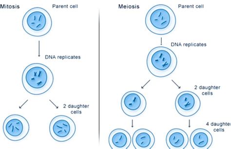 Image result for Types of Solution for Cell Class 9