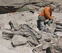 Image result for Paleontological