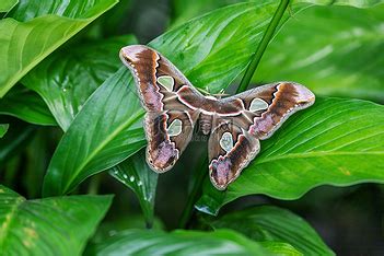 Atlas 壁纸 的图像结果