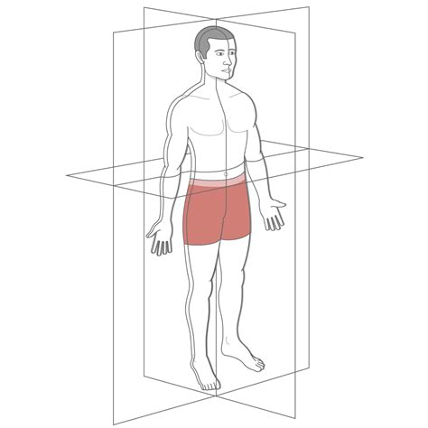 Anatomical Body Planes Worksheet Human Body Worksheets 1.2: Anatomical