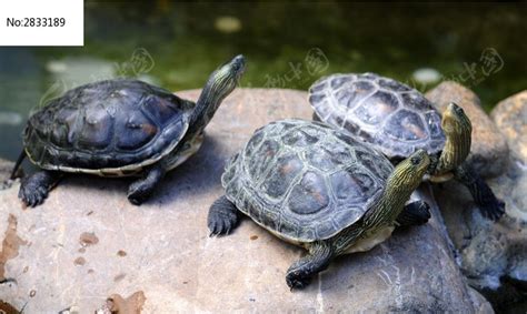 三只小乌龟高清图片下载_红动中国