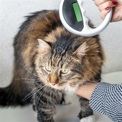 Veterinarian in Gaithersburg, MD | Lake Forest Animal Hospital – Your ...