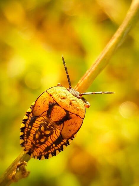 Image result for Bug Morning Routine