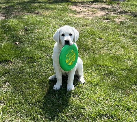 No take, only throw! : r/labrador