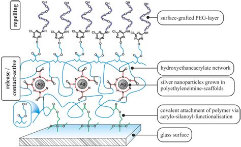 Antimicrobial Polymers in Solution and on Surfaces: Overview and ...