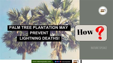 Palm Tree Plantation May Prevent Lightning Deaths