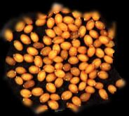 Imran Siddiqi Lab @ CCMB-Resources