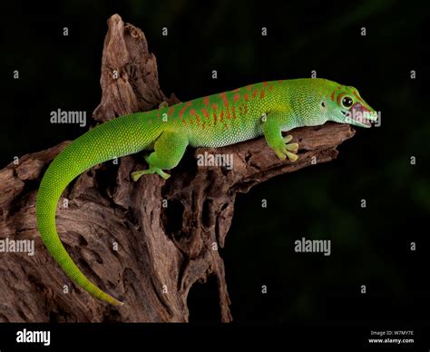 Giant Day Gecko, (Phelsuma madagascariensis grandis) captive from ...