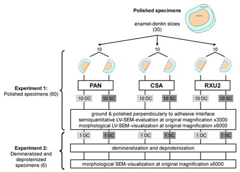 Micromorphology of the Adhesive Interface of Self-Adhesive Resin ...