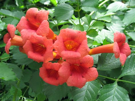 Trumpet Vine Hummingbird