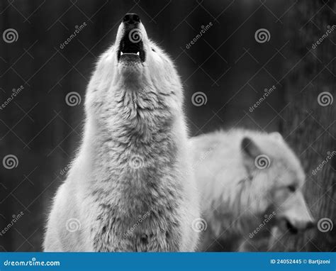 Image result for Audio of Wolves Howling