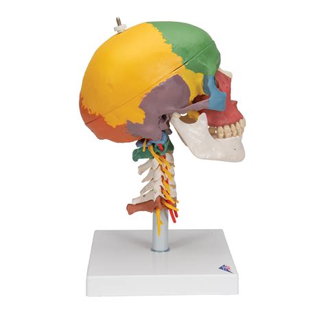 BD.Y Skeleton Medical Teaching Aid Anatomical Human Skull Model Skull Anatomy Cervical Carotid ...