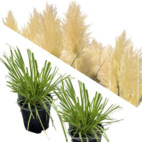 Amazon.com : CHUXAY GARDEN Blue Pampas Grass-Cortaderia Selloana 100 Seeds Fast Growing ...