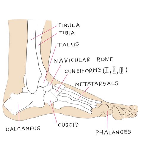 Foot Anatomy 101: A Quick Lesson From a New Hampshire Podiatrist | Nagy ...
