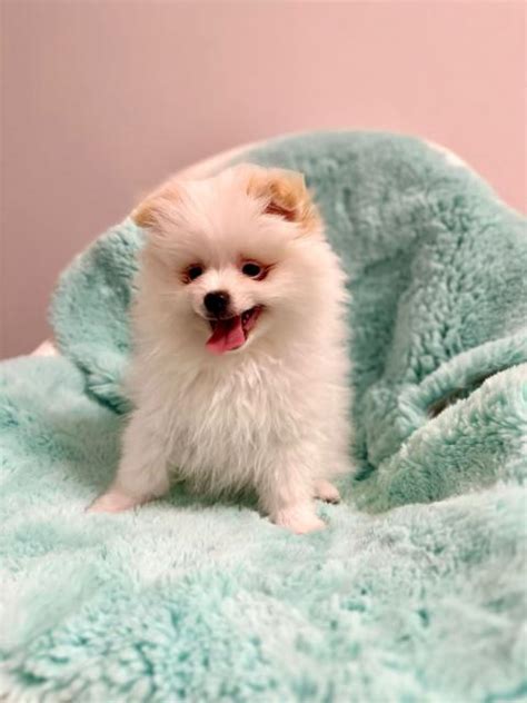 Zwergspitz Pomeranian in Ludwigshafen | Tiere | Kleinanzeigen